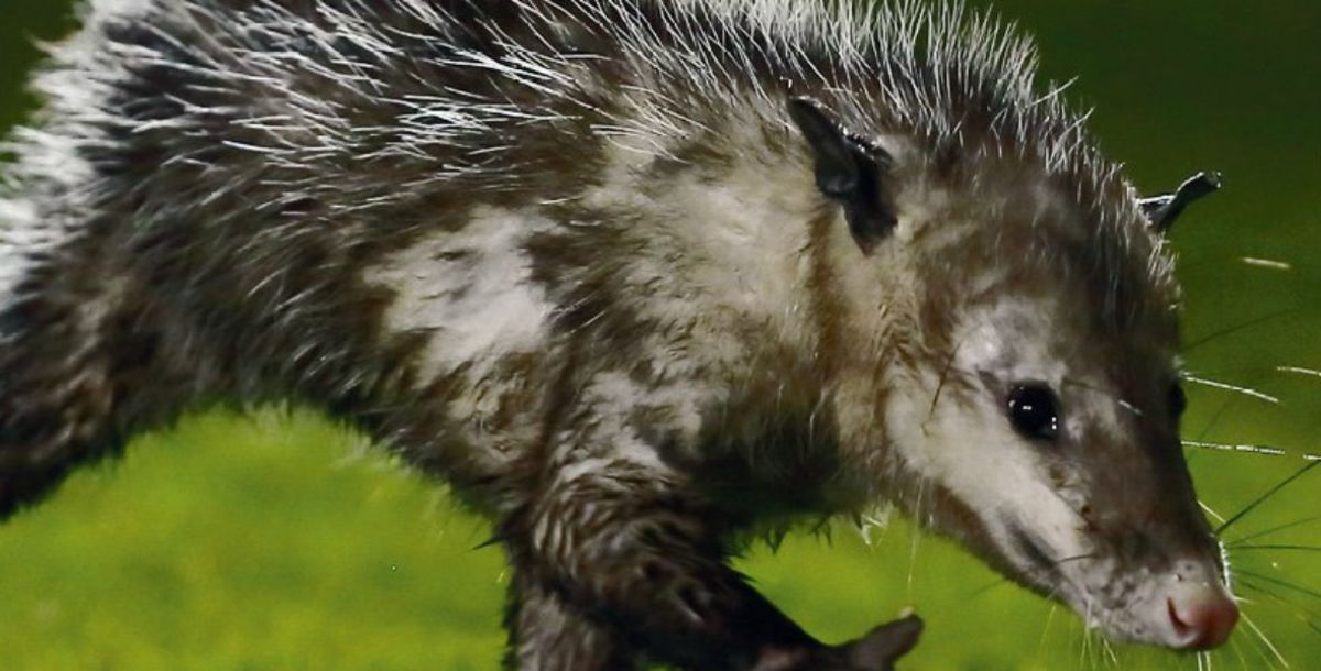 Tlacuache Liga MX Veracruz