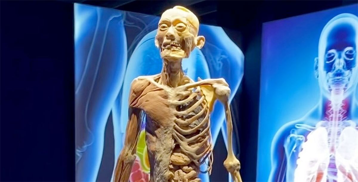 Bodies, cuerpo humano, Gunther Von Hagens, Galerías Monterrey, Cuerpos Humanos Reales